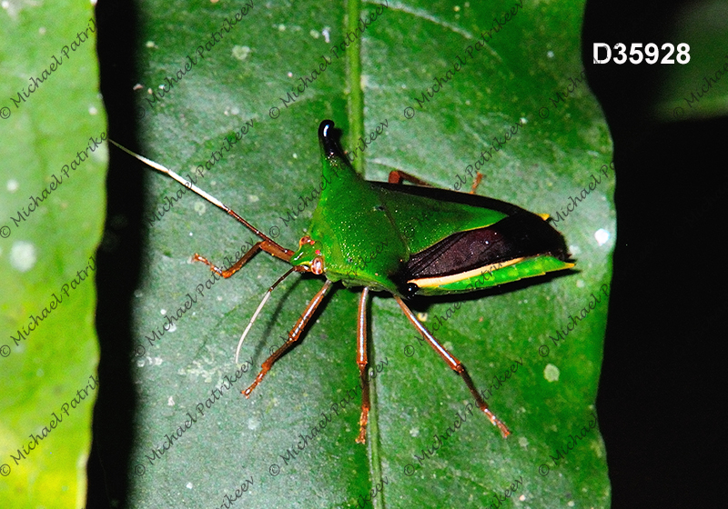 Edessa elaphus (Edessinae, Pentatomidae)